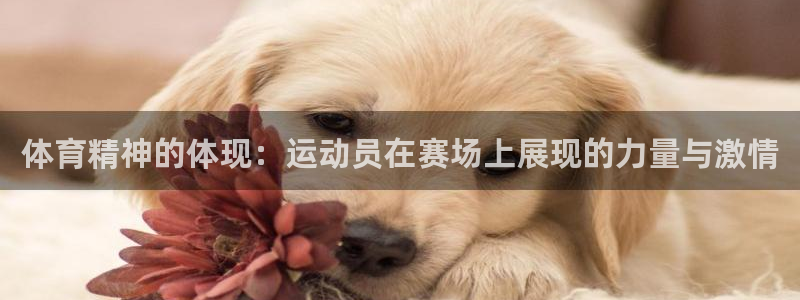 欧亿3网站：体育精神的体现：运动员在
